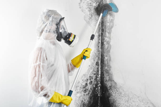  Saddle River, NJ Mold Removal Pros